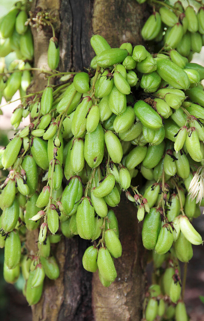 Bilimbi tree fruit
