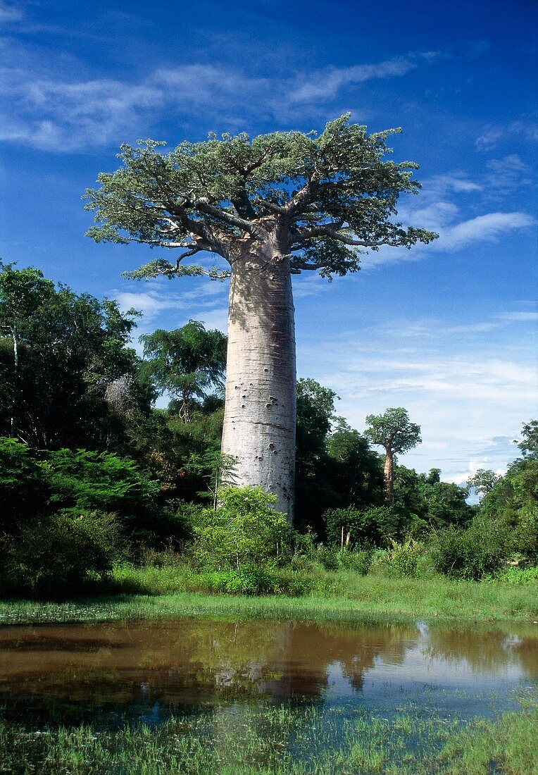 Grandidier's baobab,Madagascar