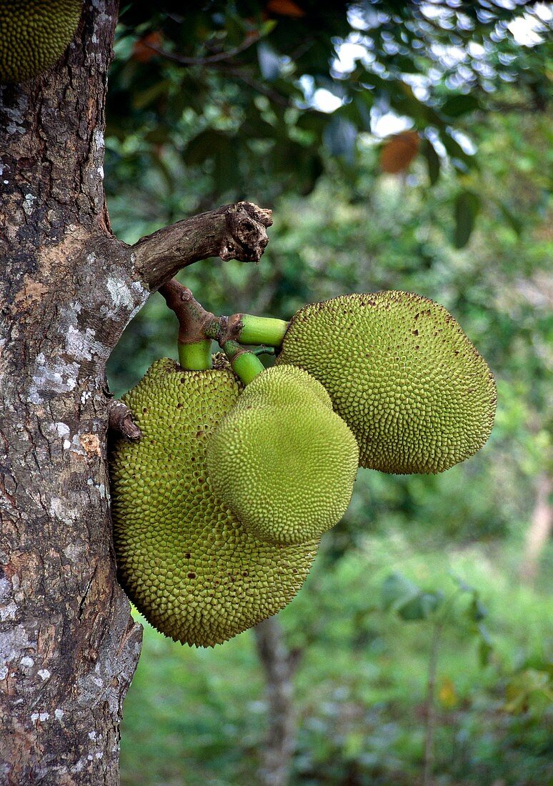 Jackfruits