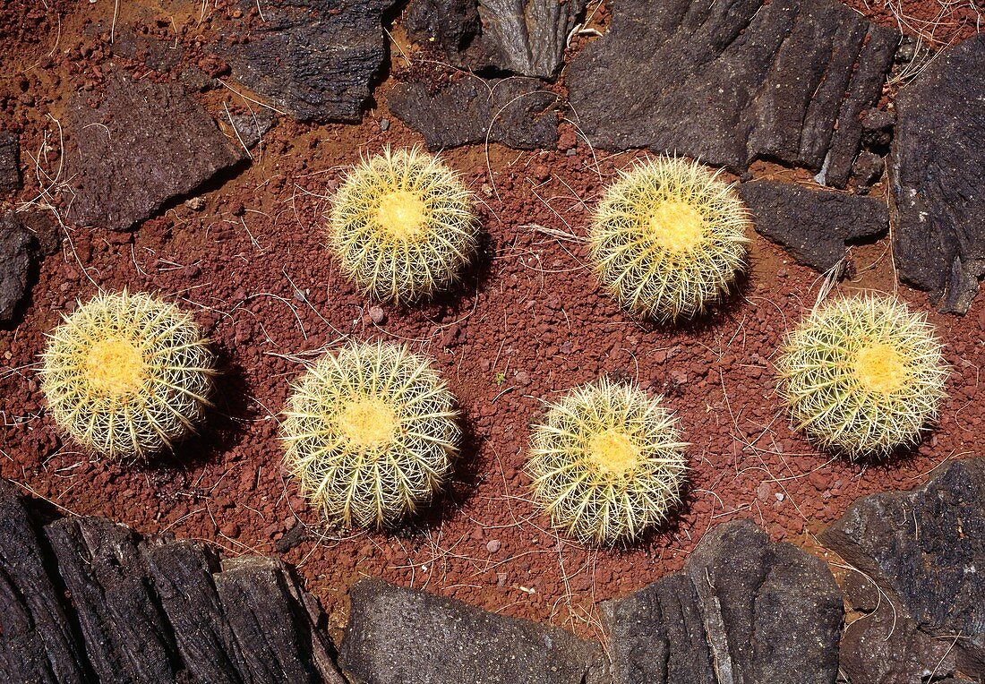 Echinocactus cacti