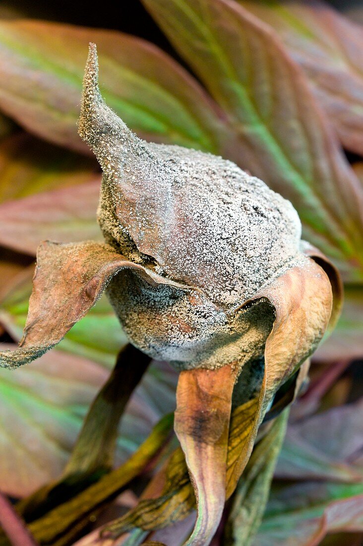 Peony flower bud with grey mould