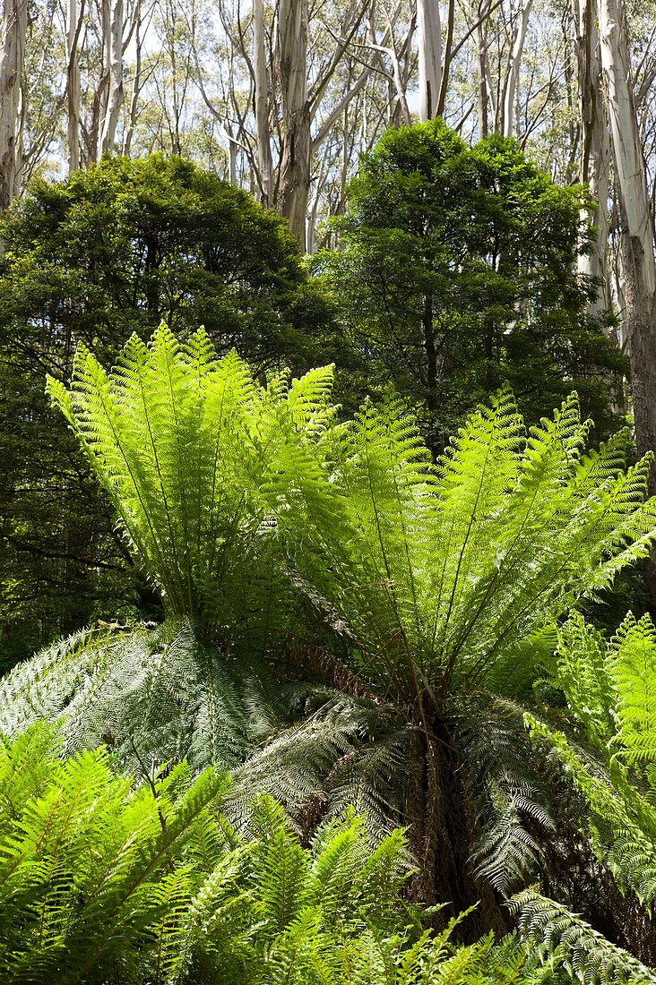 Sub-alpine forest,Australia