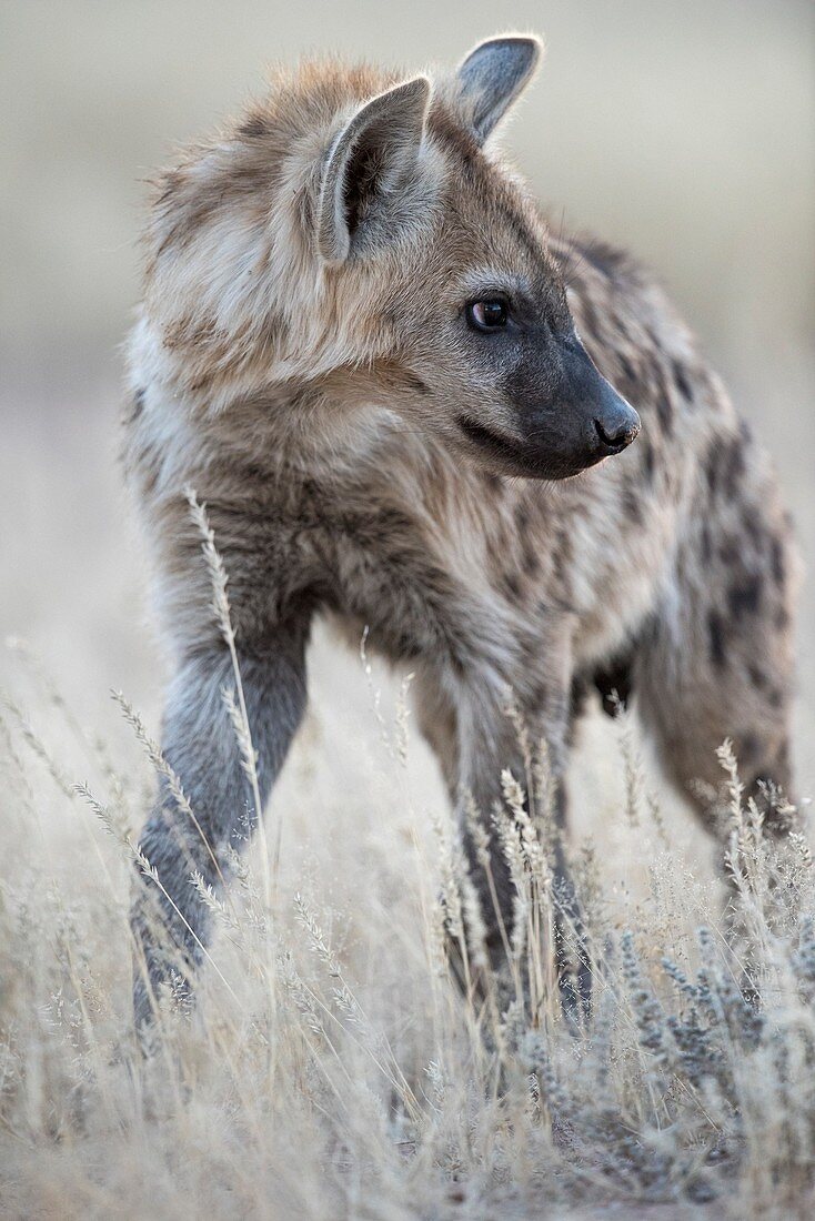 Immature Spotted Hyena