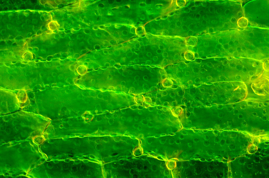 Bladderwort,light micrograph