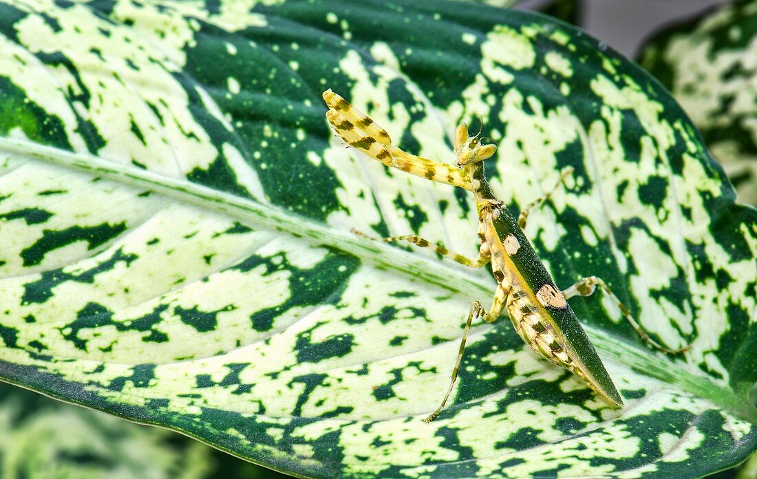 Flower mantis camouflaged against leaf