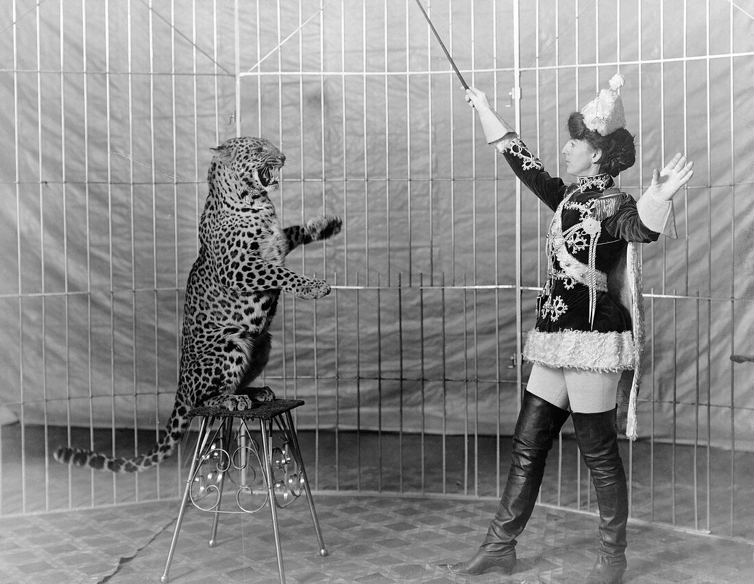 Vallecita's leopard circus act,1900s