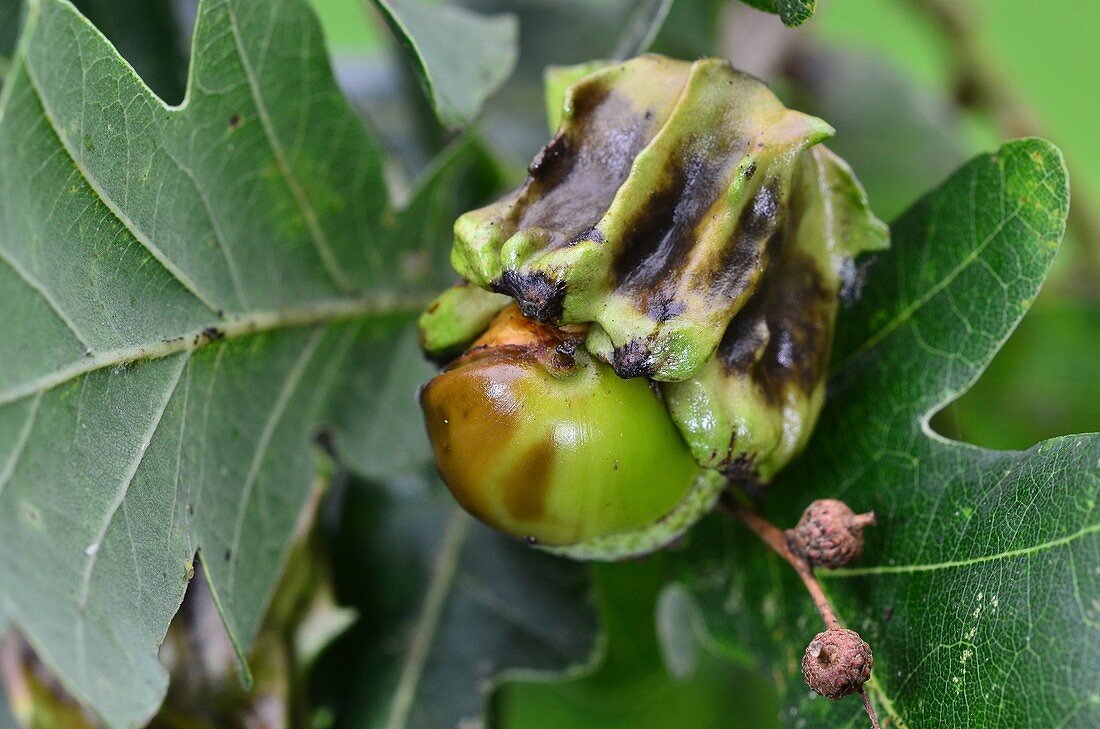 Knopper gall on an acorn