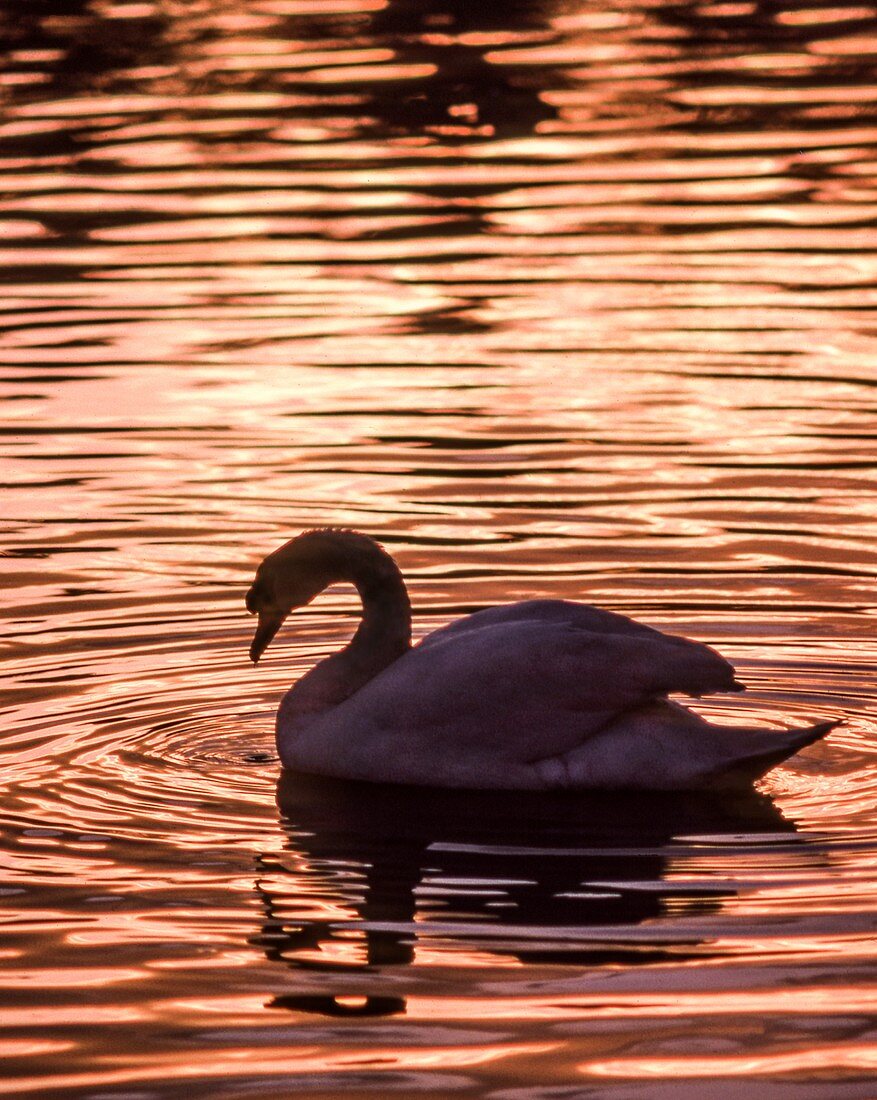 Mute swan at sunset