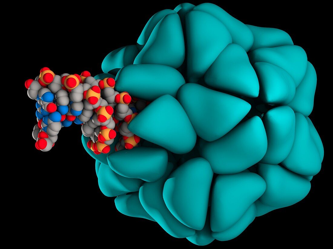 Genetic engineering,illustration