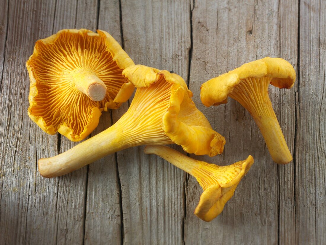 Freshly picked chanterelle mushrooms on a wooden surface