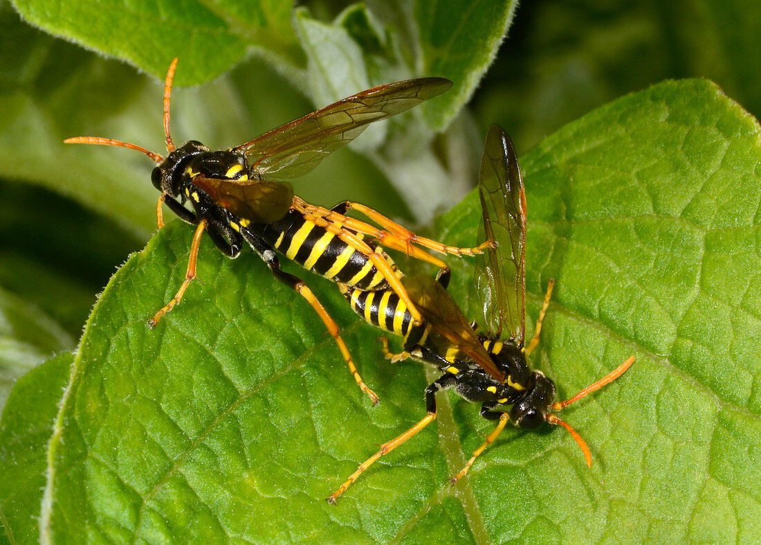 Figwort sawflies mating