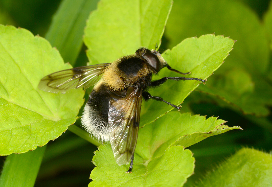 Bumble-bee mimic hoverfly