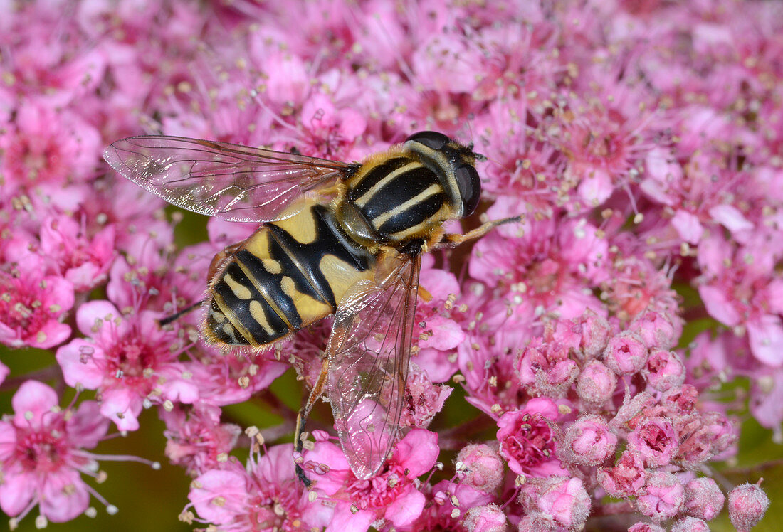 Common tiger hoverfly