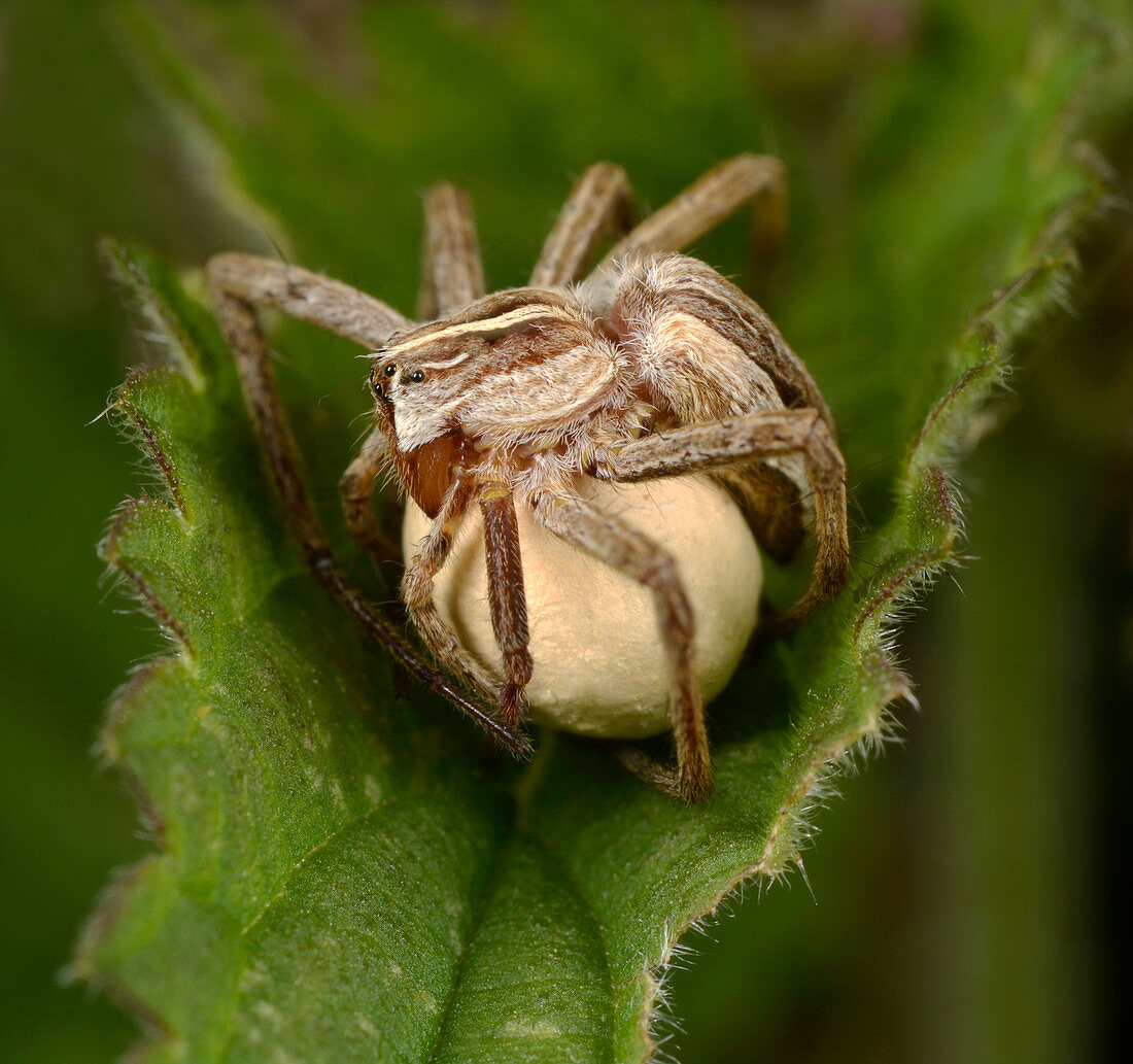 Hunting spider and egg sac