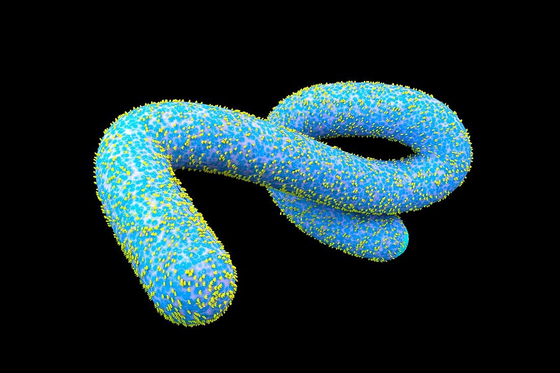 Ebola virus particle,illustration