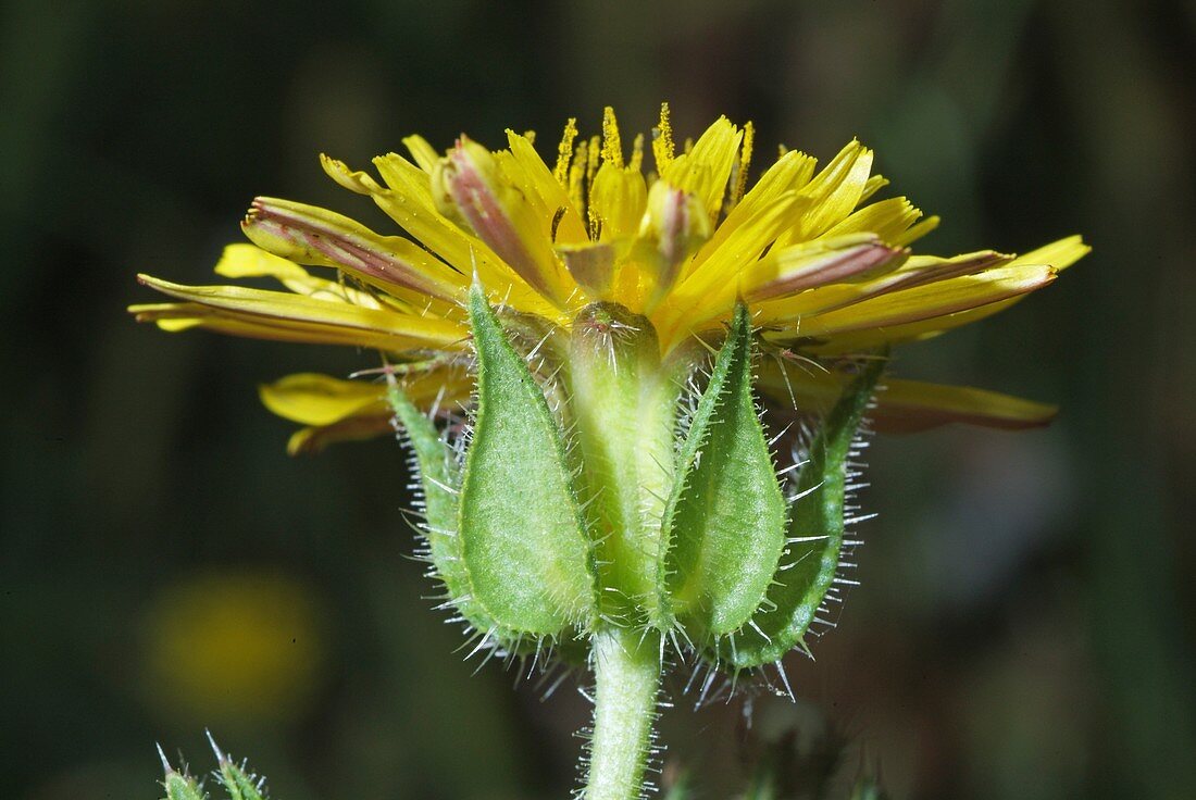 Bristly hawsbeard flower