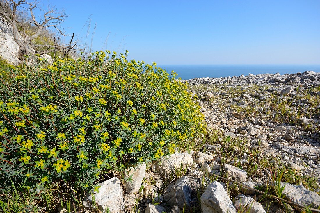 Spurge plant growing by coast