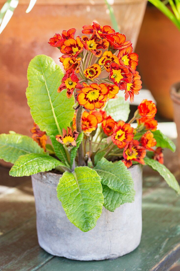 Orange primula in grey pot