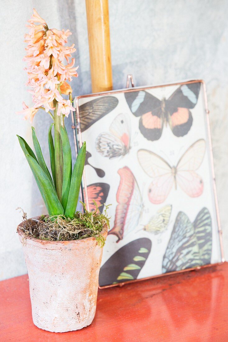 Apricot hyacinth next to picture of butterflies