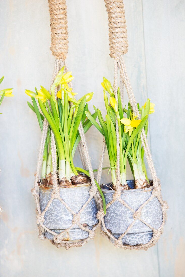 Yellow-flowering narcissus in macrame hanging baskets