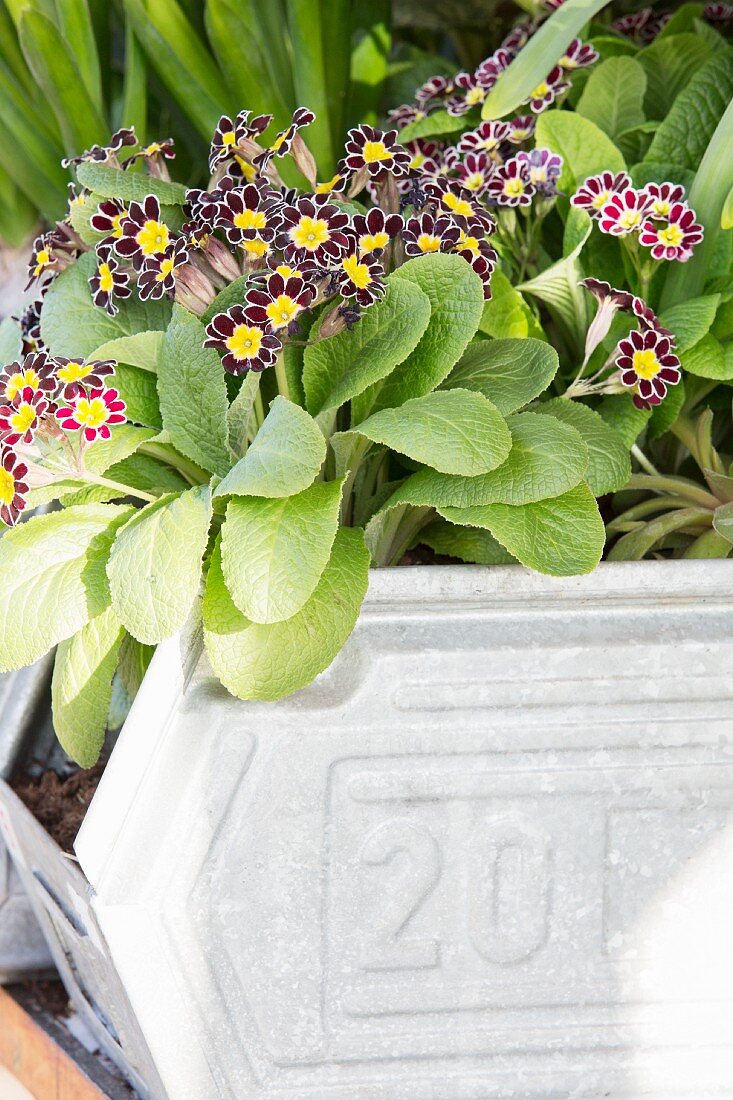 Flowering primulas planted in zinc container