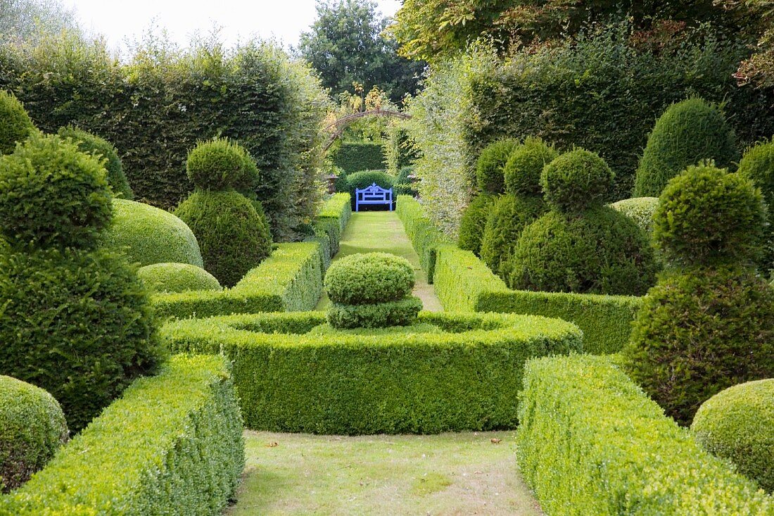 Blue bench at end of path leading through classic topiary garden