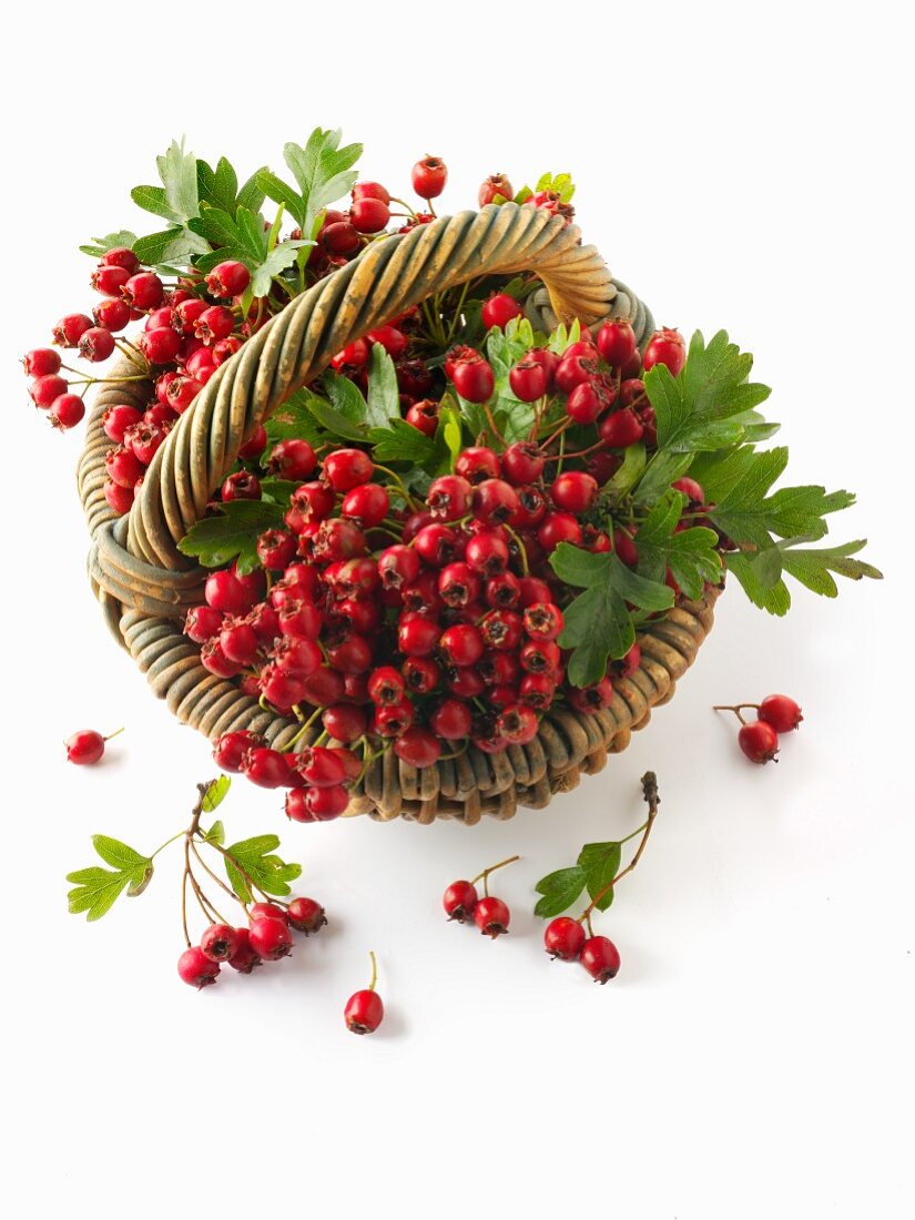 Freshly harvested hawthorn berries in a basket