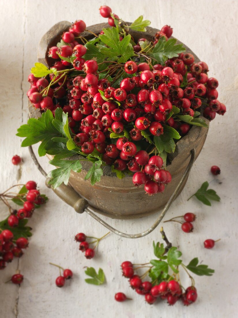 Frisch geerntete Weissdornbeeren in altem Eimer