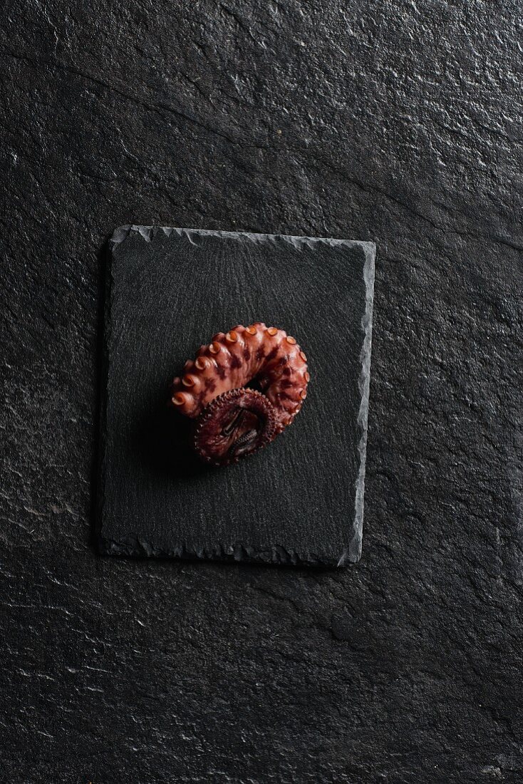 An octopus tentacle on a stone slab (seen from above)