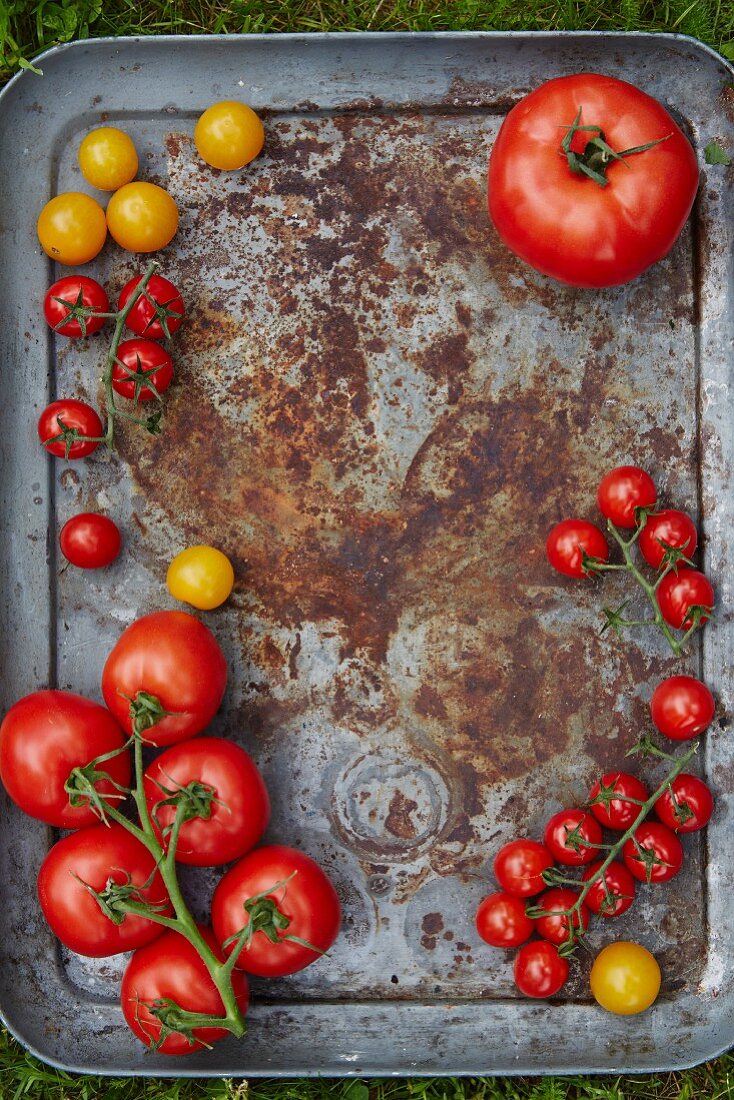 Various tomatoes on a baking sheet (top view)