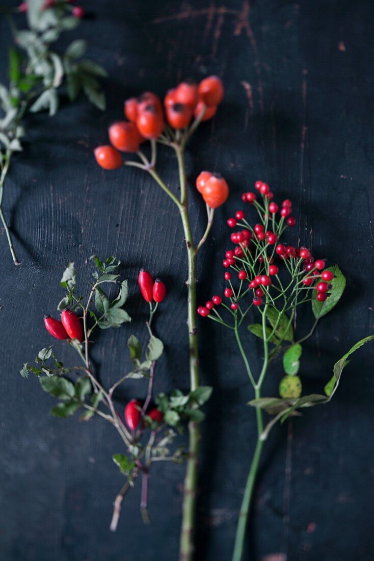 Sprigs of various rose hips on black background