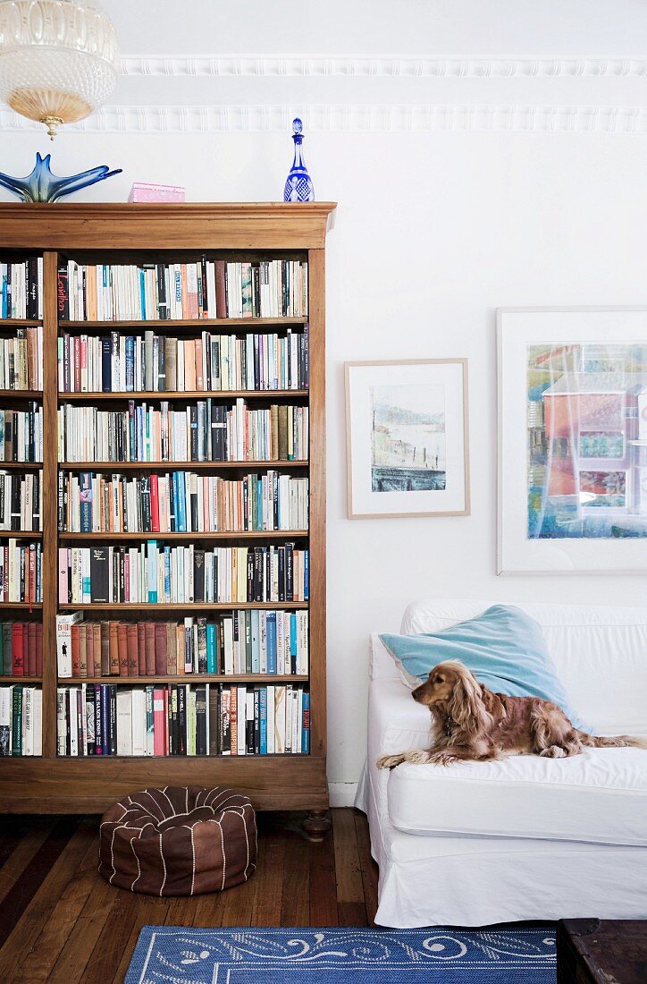 Dog is lying on the sofa next to the bookshelf