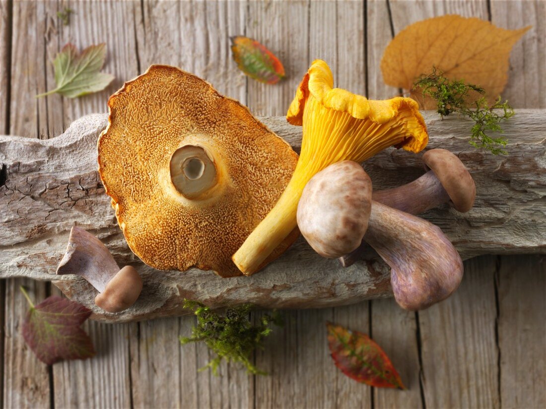 Freshly picked chanterelle mushrooms, hedgehog mushrooms and Pied Bleu mushrooms on a piece of wood