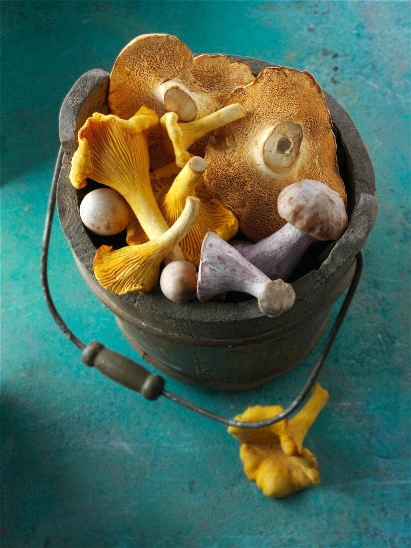 Freshly picked chanterelle mushrooms, hedgehog mushrooms and Pied Bleu mushrooms in a wooden bucket