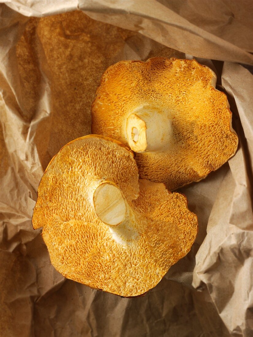 Freshly picked hedgehog mushrooms on paper