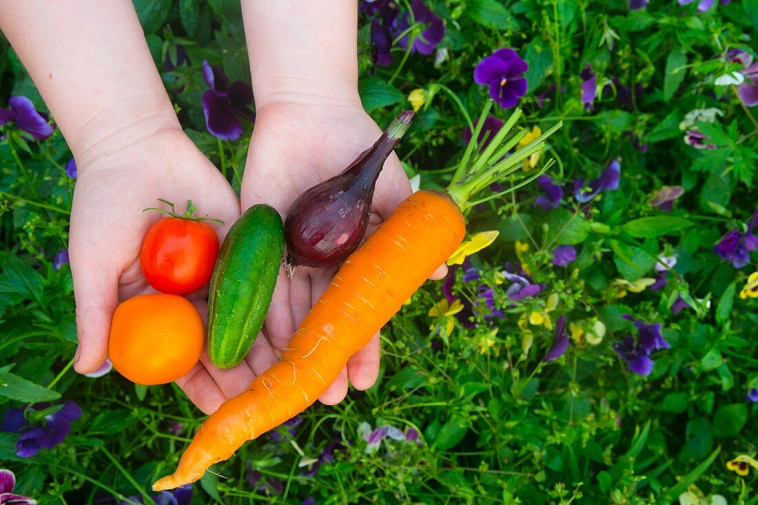 Hands holding freshly picked garden vegetables