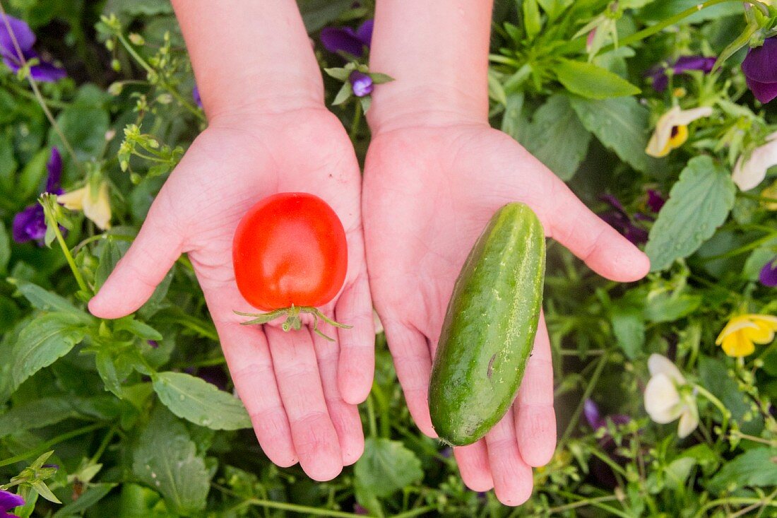 Hände halten frisch geerntete Tomate und Gurke