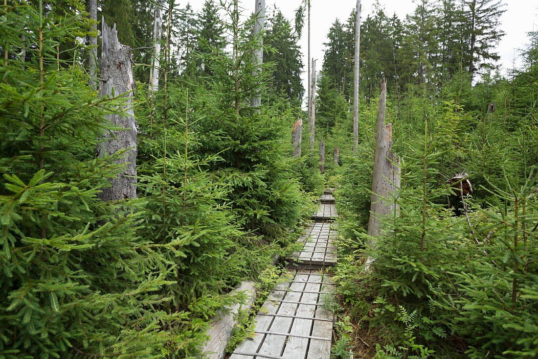 Aufichtenwaldsteg, Nationalpark Bayerischer Wald, Deutschland