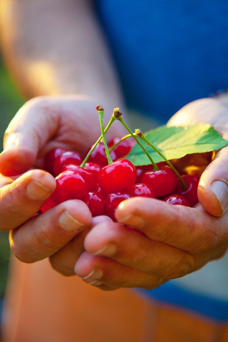A man's hands holding cherries