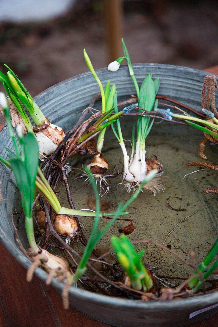 Flowering snowdrop plants and willow wreath in zinc tub