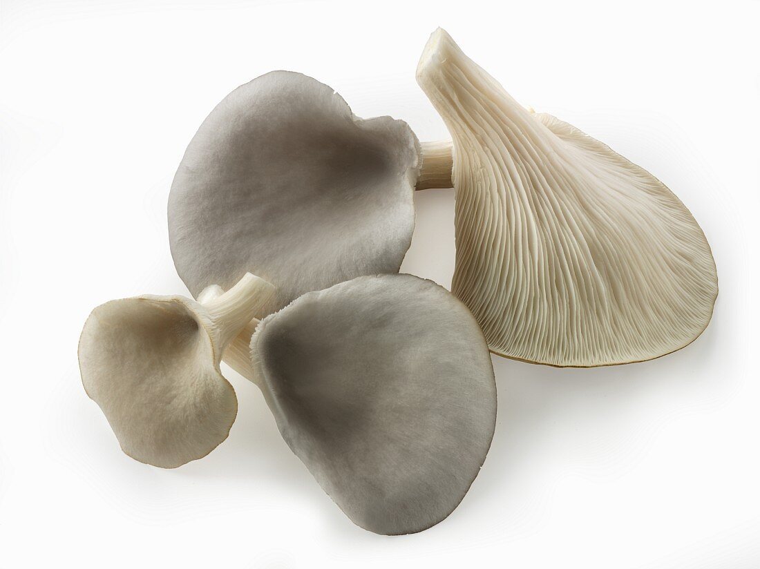 Fresh picked grey oyster mushrooms on a white background
