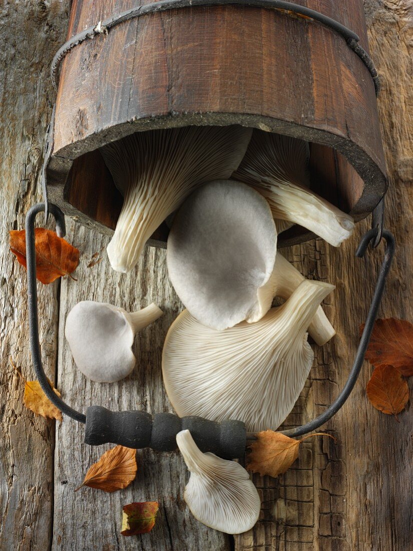 Fresh picked edible grey oyster mushrooms (Pleurotus)