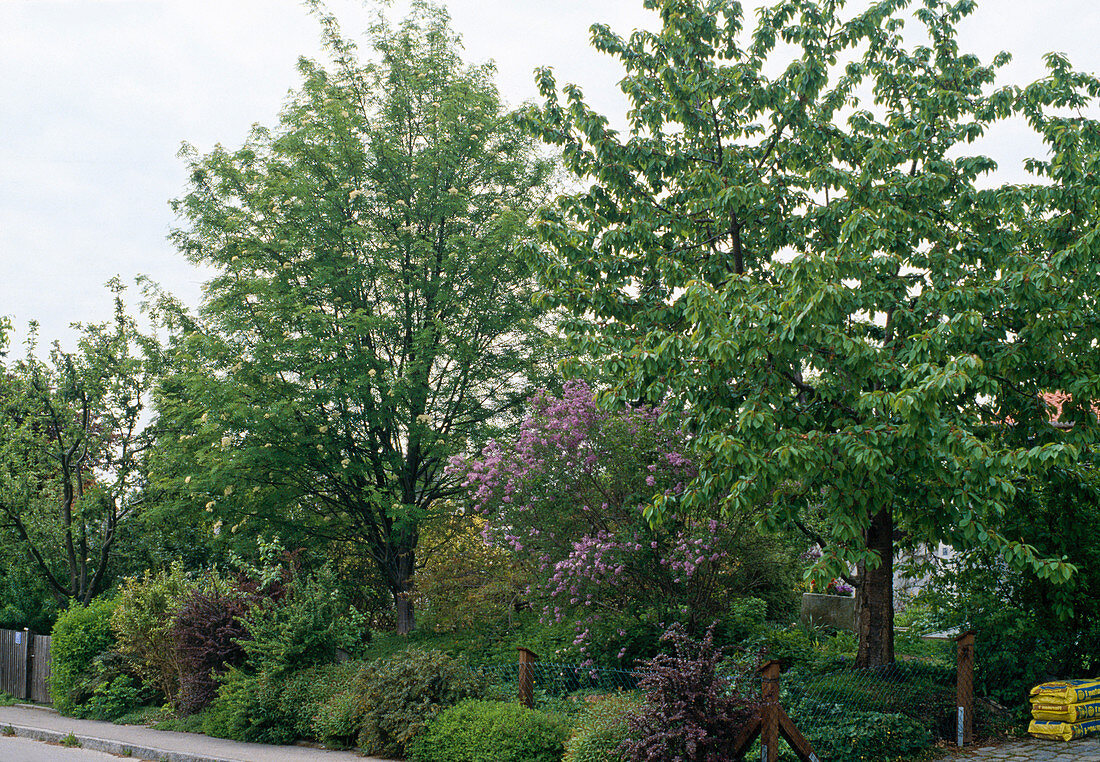 Prunus (sweet cherry), Sorbus (mountain ash), Syringa (lilac), Buxus (box)