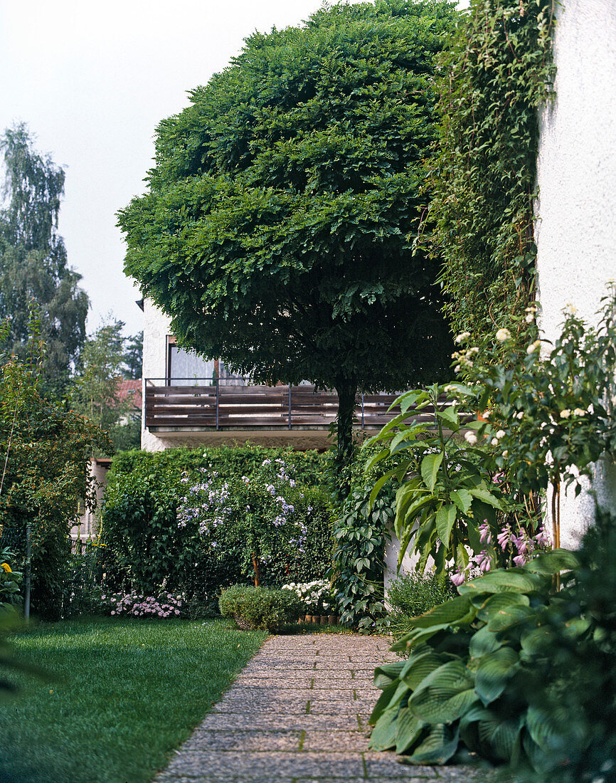 Robinia pseudoacacia 'Umbraculifera'