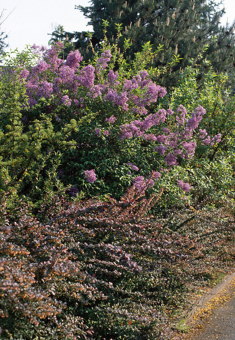 Hecke aus Blütensträuchern