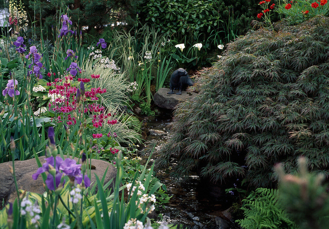 Creek with irises, primroses, maple