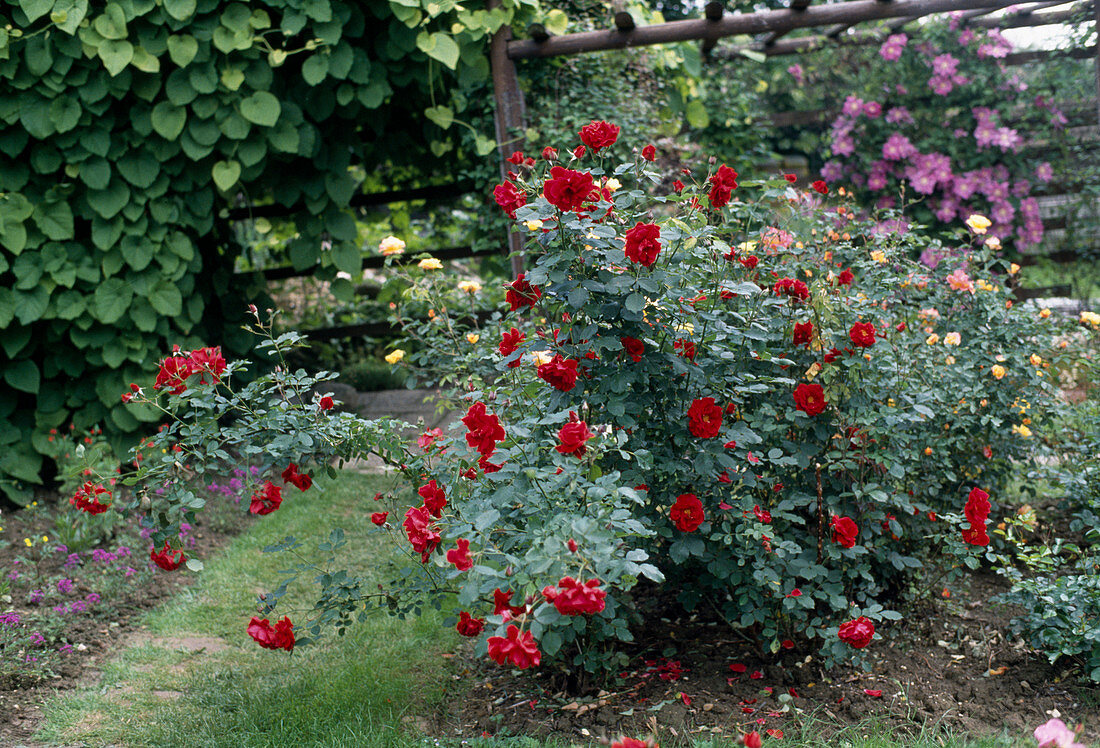 Shrub rose 'Dirigent', Clematis 'King Edward'