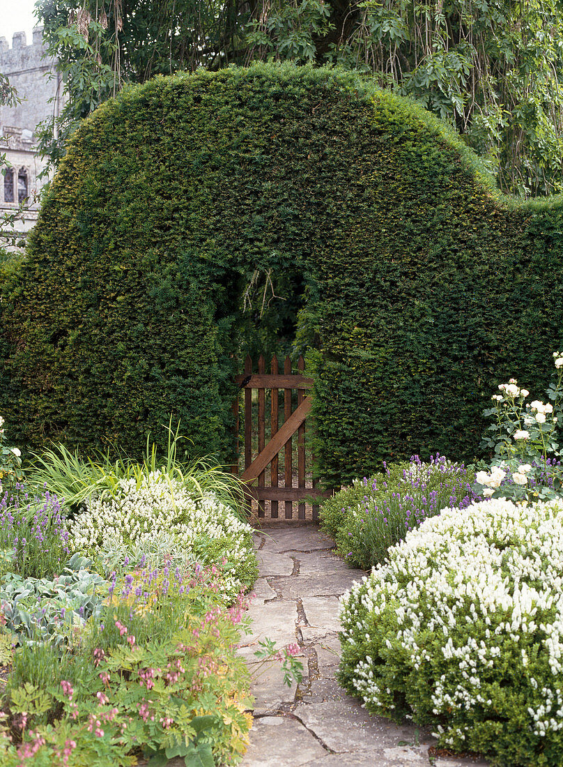 Taxus baccata cut as archway