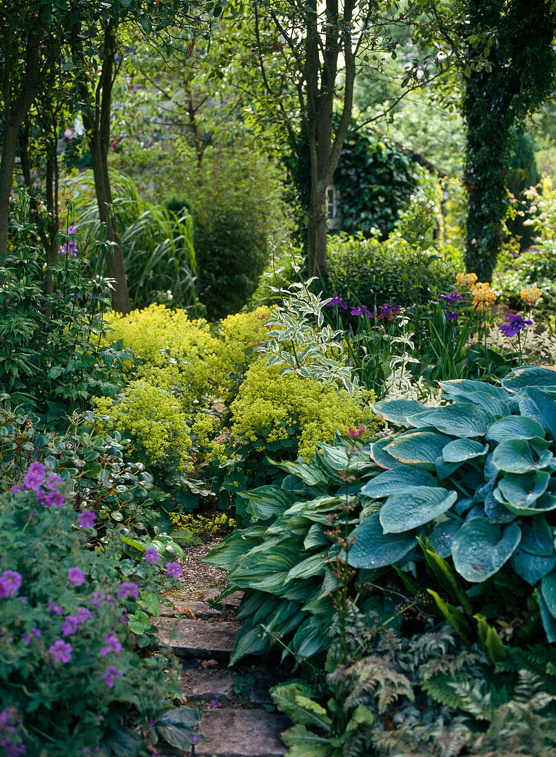 Weg mit HOSTA, GERANIUM UND ALCHEMILLA MOLLIS