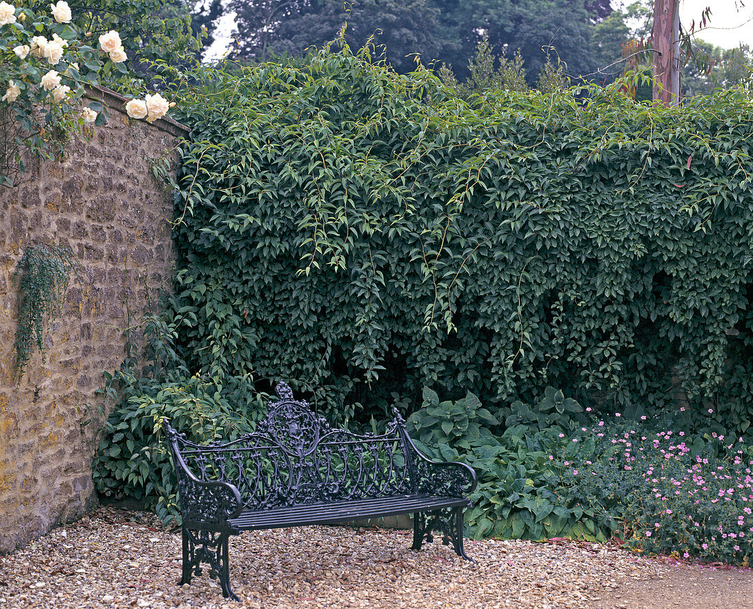 Seat with Actinidia arguta (kiwi)